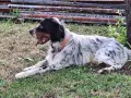 Кученца английски сетер, снимка 7