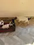 Джак Ръсел кучета, снимка 1