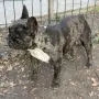 Женски френски булдог , снимка 2