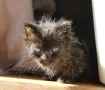 Черно котенце търси дом, снимка 1