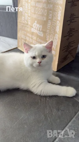Разкошни шотландски котенца, снимка 7 - Британска късокосместа - 56688456