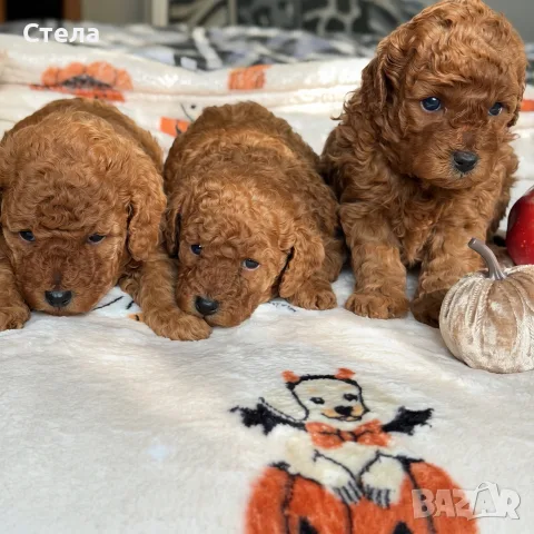 Toy poodle той пудел, снимка 15 - Пудели - 56555077