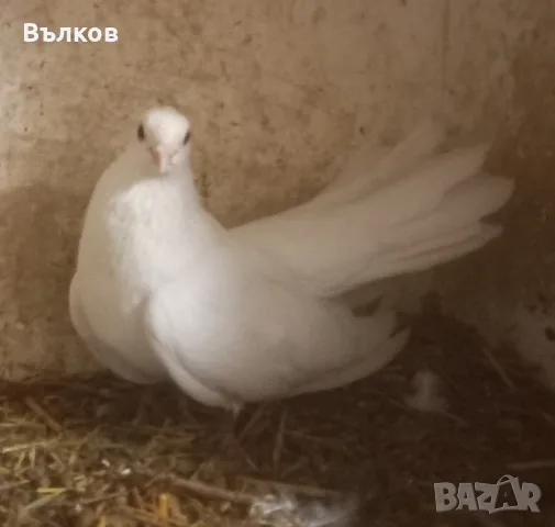 въртеливи гълъби, снимка 5 - Гълъби - 56232867