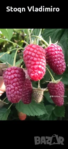 Прелагам расад ягоди и малини, снимка 7 - Разсади - 56564662