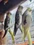 Корели Пойни Вълнисти и др., снимка 7