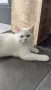 Разкошни шотландски котенца, снимка 7