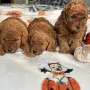 Toy poodle той пудел, снимка 15