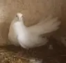 въртеливи гълъби, снимка 5