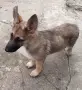 Овчарка на 3 месеца, снимка 2