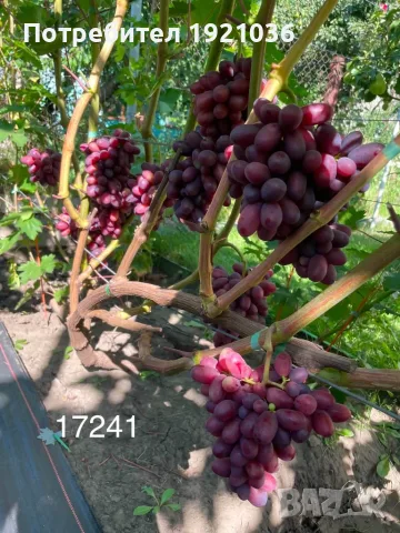 Бутикови сортове грозде, снимка 13 - Разсади - 35306623