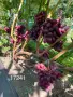 Бутикови сортове грозде, снимка 13
