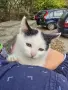 Три мъжки котенца търсят дом, снимка 9