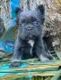 френски булдог флъфи, снимка 3