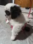 Японски хин момиченце, снимка 9