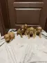 кавапу той пудел , снимка 1