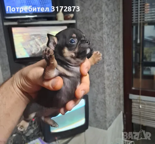 Родословни чихуахуа гр Варна , снимка 11 - Чихуахуа - 56749216