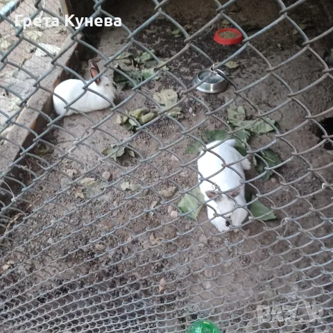 Продавам 2 заплодени зайкини