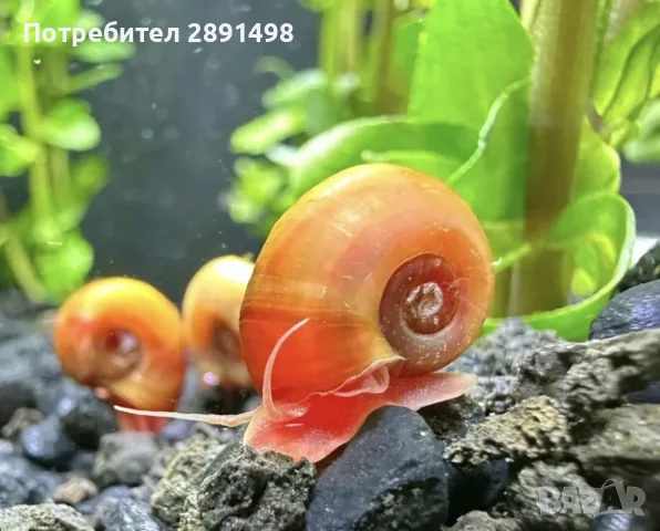 Ramshorn snails 