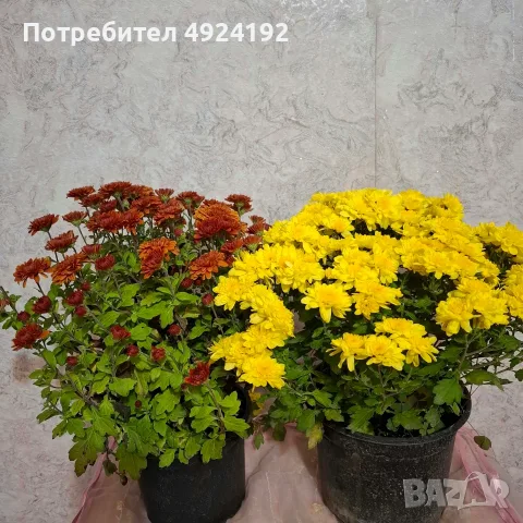 Хризантема нискостеблена