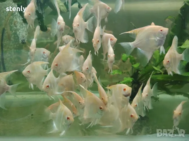 Albino Dantum angelfish