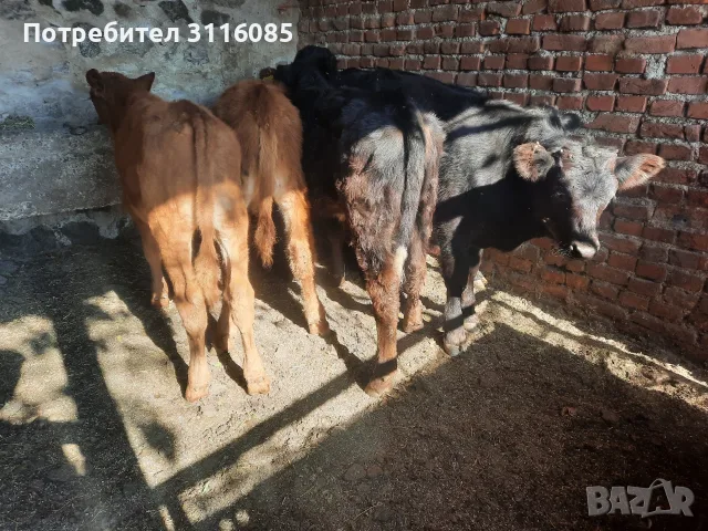 мъжки телета 5броя , снимка 2 - Крави - 56724112