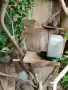 Продавам двойка бронзовокрили, снимка 1