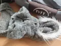 лот за малко кученце , снимка 3