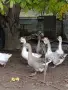 Продавам осем гъски, снимка 3