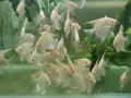 Albino Dantum angelfish, снимка 1