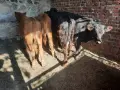мъжки телета 5броя , снимка 2