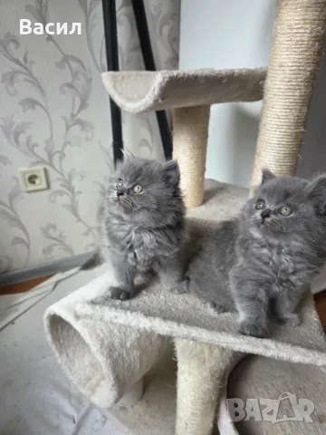 Продавам британски котета , снимка 3 - Британска късокосместа - 56596448
