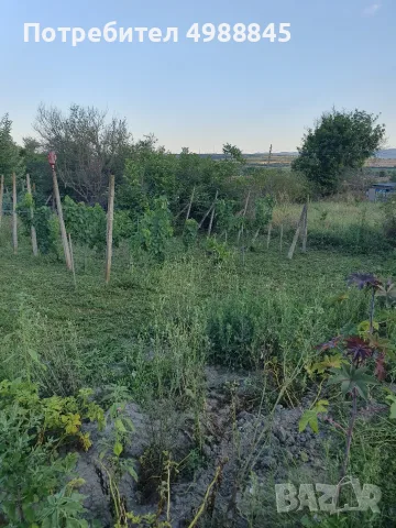 Продажба на лозе пред регулация 