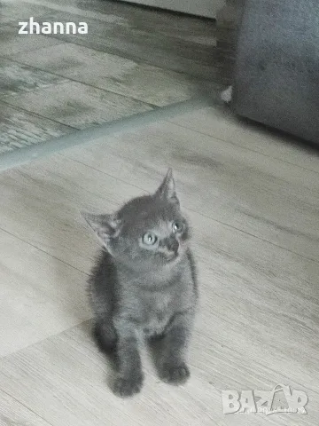 котенце котарак отдавам в Бургас , снимка 2 - Други - 56734024