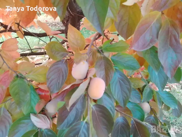 Продавам райска ябълка , снимка 2 - Домашни продукти - 56741712