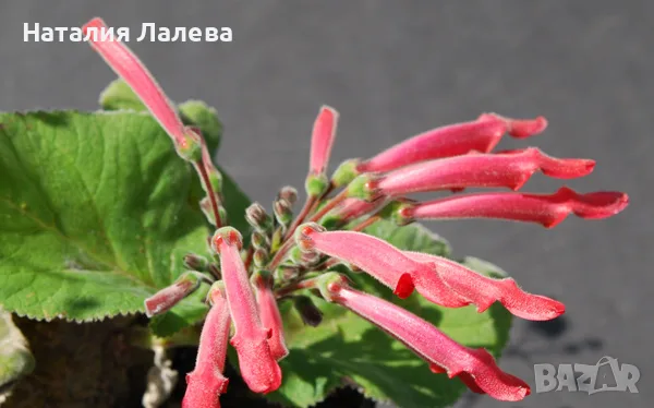 Синингия, sinningia Iarae