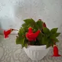 Колерия стайно Цвете, снимка 6