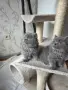 Продавам британски котета , снимка 3
