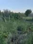 Продажба на лозе пред регулация , снимка 1
