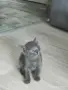 котенце котарак отдавам в Бургас , снимка 2