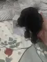 той мини пудел мн малко уникално , снимка 1