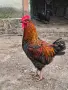 продавам петли за разплод, снимка 6