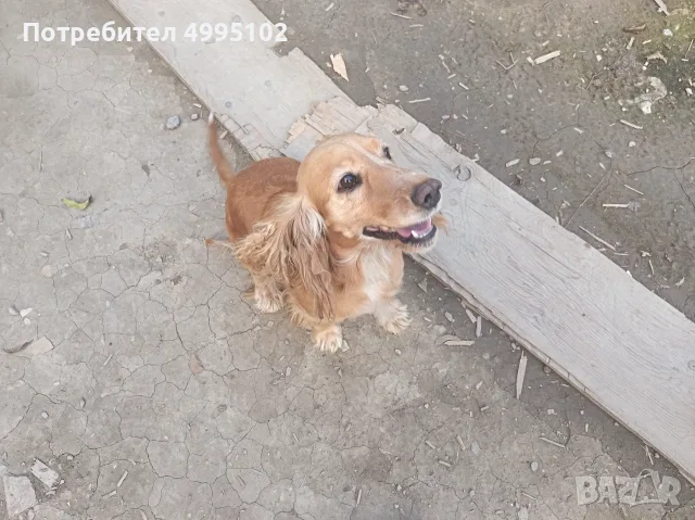 ПОДАРЯВАМ КУЧЕ – ТЪРСИ СИ ДОБЪР И ГРИЖОВЕН ДОМ! ❤️