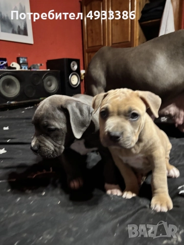 American Bully XL/Американско Були ХЛ, снимка 3 - Питбул - 56309405