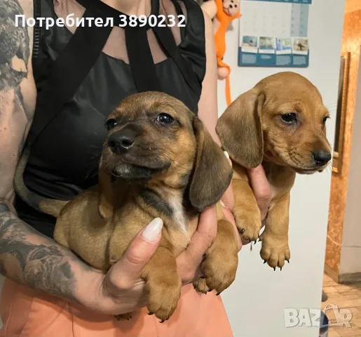 малки дакелчета
