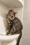 Подарявам котета/Котета търсят дом, снимка 5