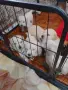 Кученца Лабрадор Ретривър , снимка 2