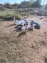 Гъски цяло стадо 11 бр., снимка 2