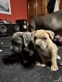 American Bully XL/Американско Були ХЛ, снимка 3