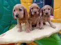 Английски кокер шпаньол, снимка 6