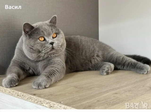 Продавам британски котета , снимка 12 - Британска късокосместа - 56596448